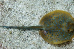 Blue-spotted stingray pictures