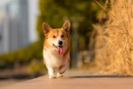 Running corgi pictures desktop wallpaper