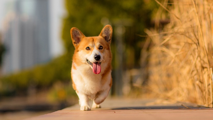 Running corgi pictures desktop wallpaper