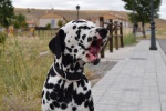 Dalmatian dog pictures desktop wallpaper