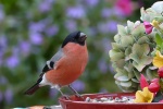 HD bullfinch pictures desktop wallpaper