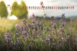 2021年5月薰衣草桌麵日曆壁紙