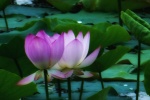 Lotus flowers in lotus pond pictures desktop wallpaper.