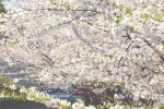 White cherry blossom HD wallpaper