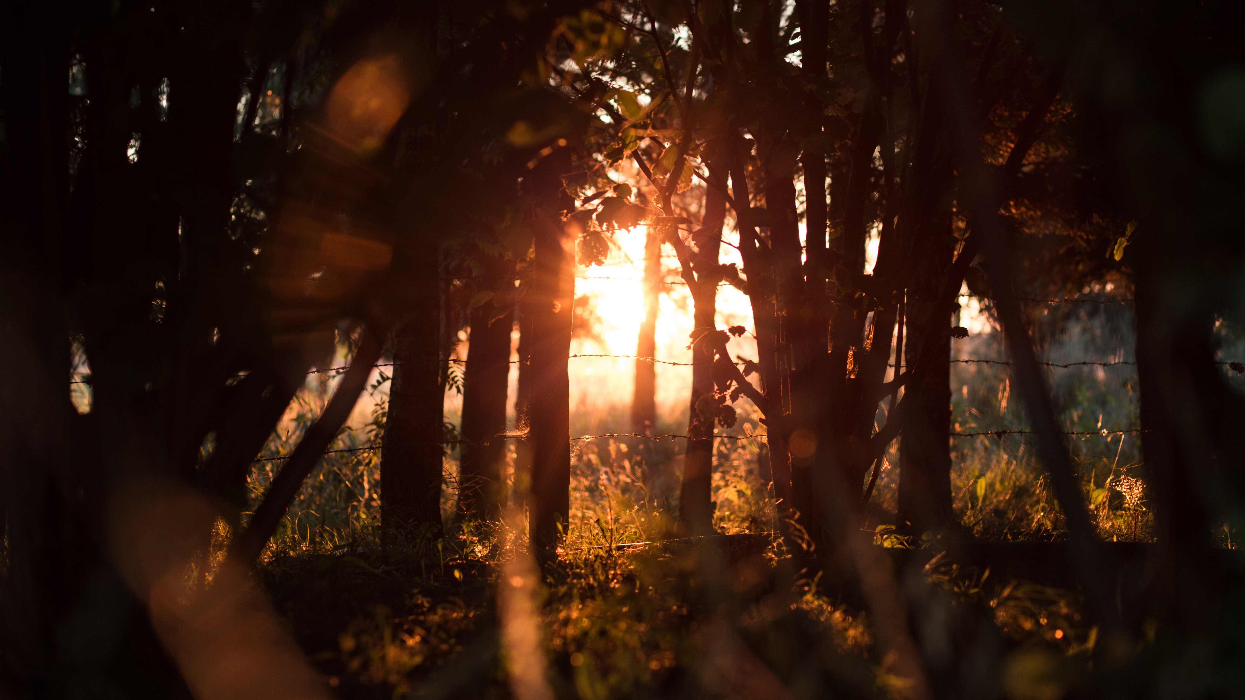 唯美高清阳光透过树林风景壁纸