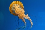 Transparent jellyfish picture desktop wallpaper