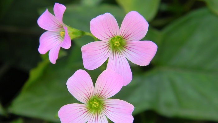 Wood sorrel pictures HD computer wallpaper