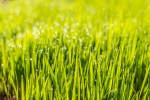HD green grass natural scenery wallpaper