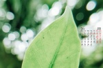2022年3月护眼绿植桌面日历壁纸图片