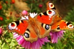 Peacock butterfly picture HD