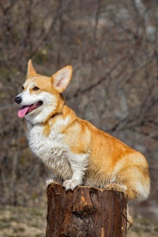 調皮的柯基手機壁紙圖片