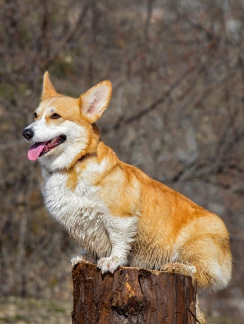 调皮的柯基手机壁纸图片