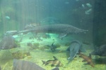 Chinese sturgeon HD pictures