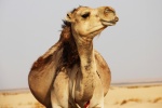 Camel in the desert pictures desktop wallpaper