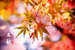 Red maple leaves at the beginning of autumn beautiful pictures desktop wallpaper