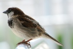 Sparrow bird photography picture material wallpaper