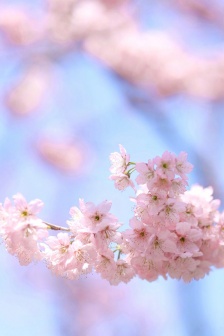 March cherry blossom pictures mobile wallpaper