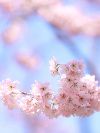 March cherry blossom pictures mobile wallpaper
