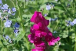Snapdragon flower picture material HD desktop wallpaper
