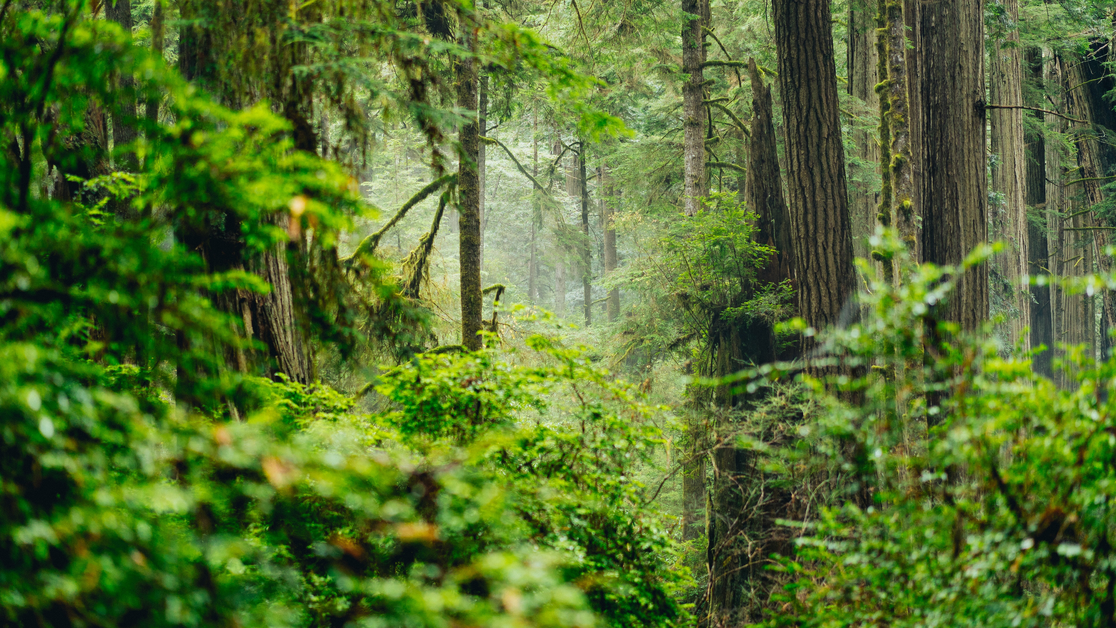 静谧优美的森林风景图片壁纸