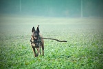 Belgian Malinois Dog Pictures