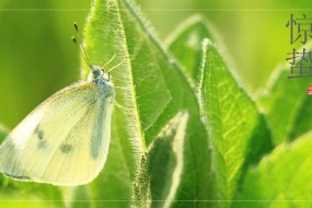 HD 24 Solar Terms Awakening of Insect Pictures Desktop Wallpaper