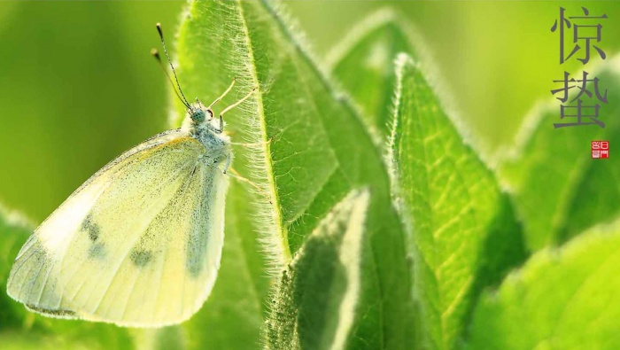 HD 24 Solar Terms Awakening of Insect Pictures Desktop Wallpaper