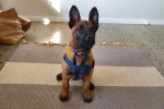Belgian Malinois Dog Pictures