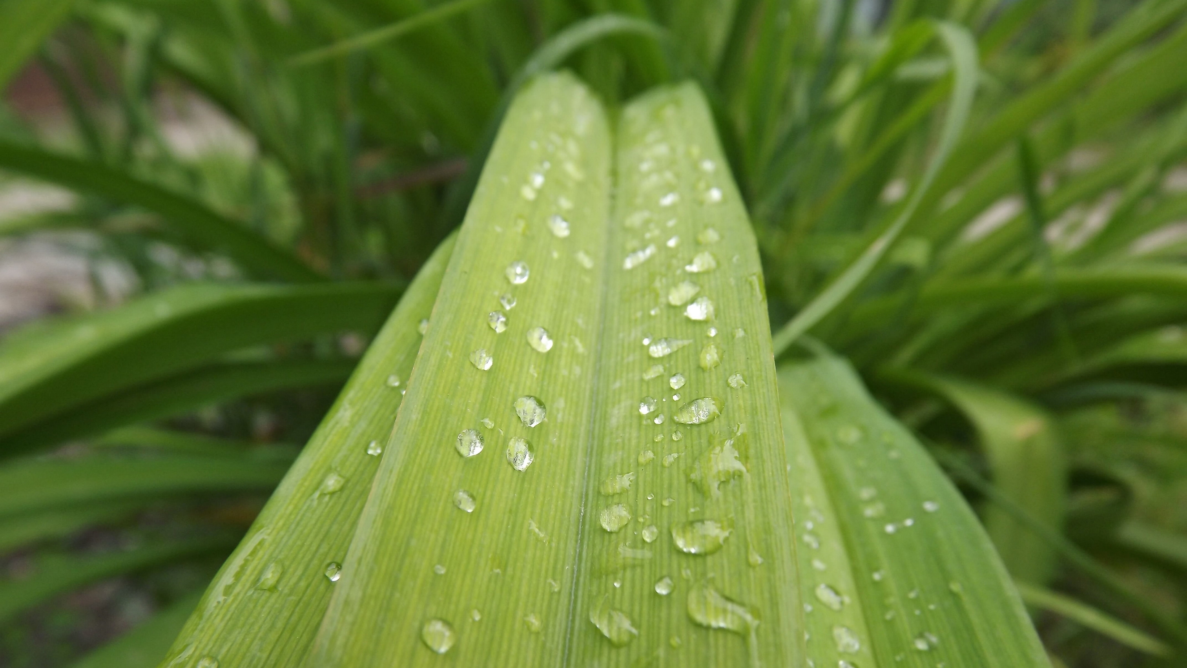 绿叶上的雨滴图片桌面壁纸