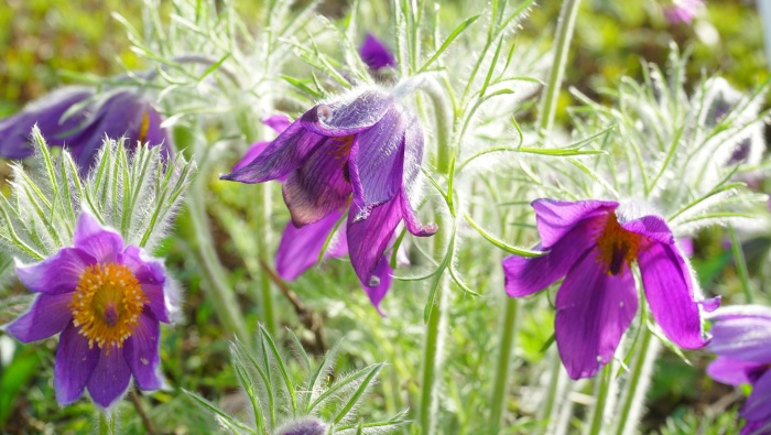 高清野花白頭翁圖片桌麵壁紙