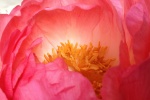 Beautiful peony flower pictures desktop wallpaper