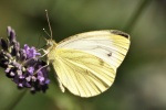Beautiful butterfly pictures desktop wallpaper