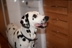 Dalmatian dog pictures