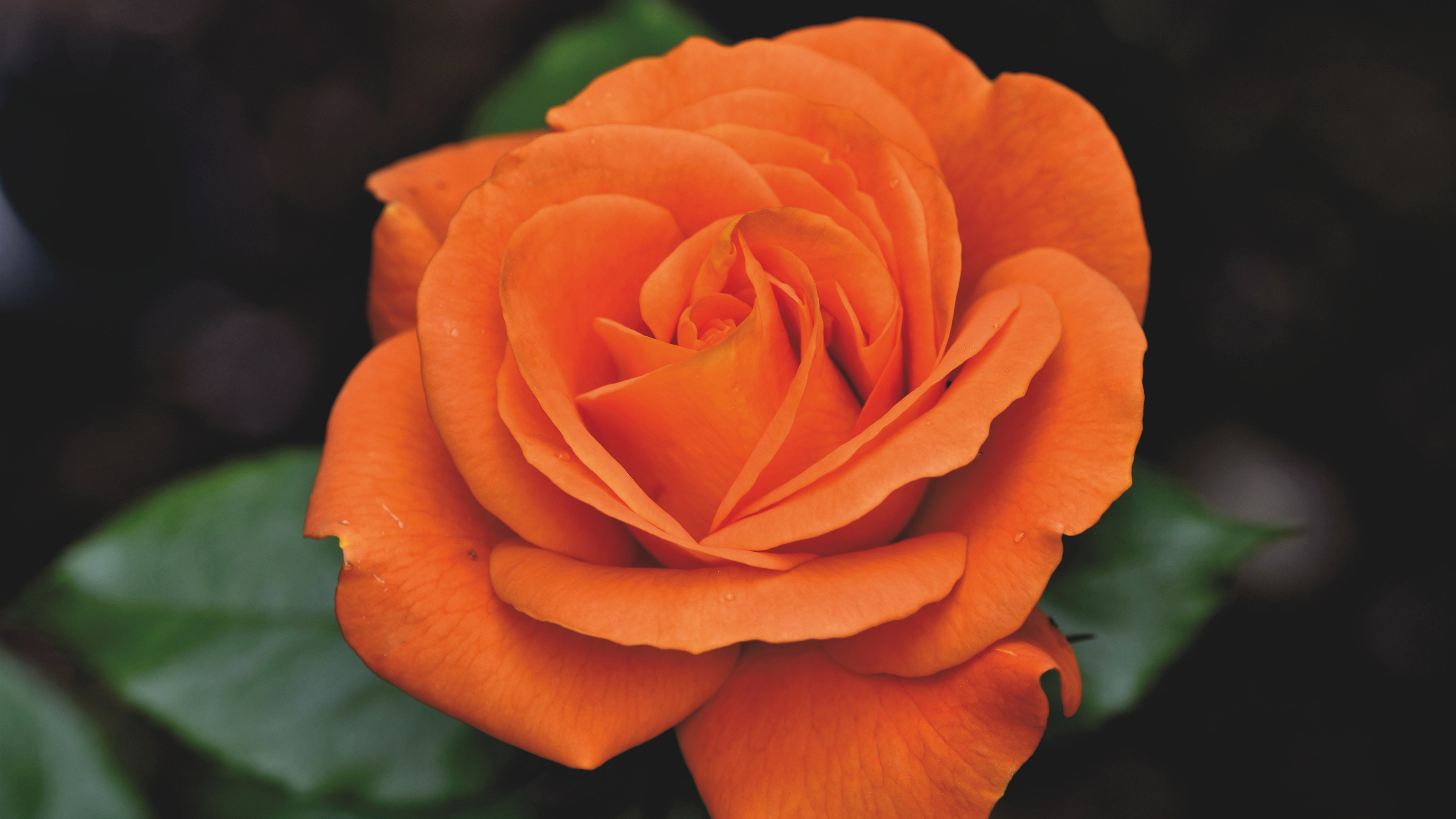 高清橙色玫瑰花图片桌面壁纸
