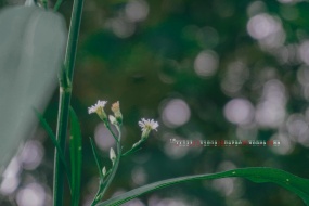 November 2021 fresh flowers calendar wallpaper