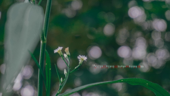 2021年11月小清新花朵日历壁纸