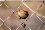 Birds Wren Pictures