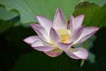 Beautiful lotus pictures in water desktop wallpaper