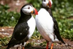 arctic puffin pictures