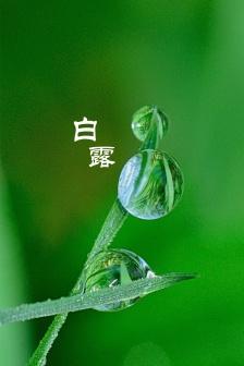 White dew season mobile wallpaper pictures