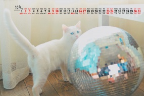 October 2021 Cute Pet Desktop Calendar Wallpaper Pictures