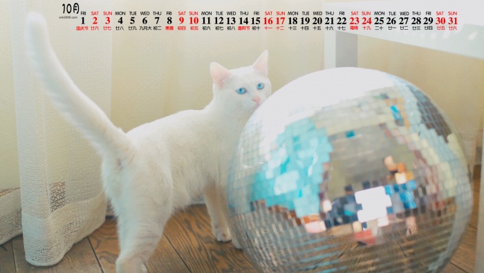 2021年10月可愛萌寵桌麵日曆壁紙圖片