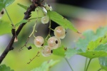 HD currant picture desktop wallpaper