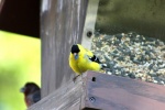 Small and cute goldfinch pictures