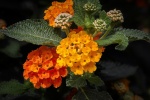 Brightly colored lantana pictures desktop wallpaper