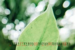 2021年11月清新绿色日历壁纸