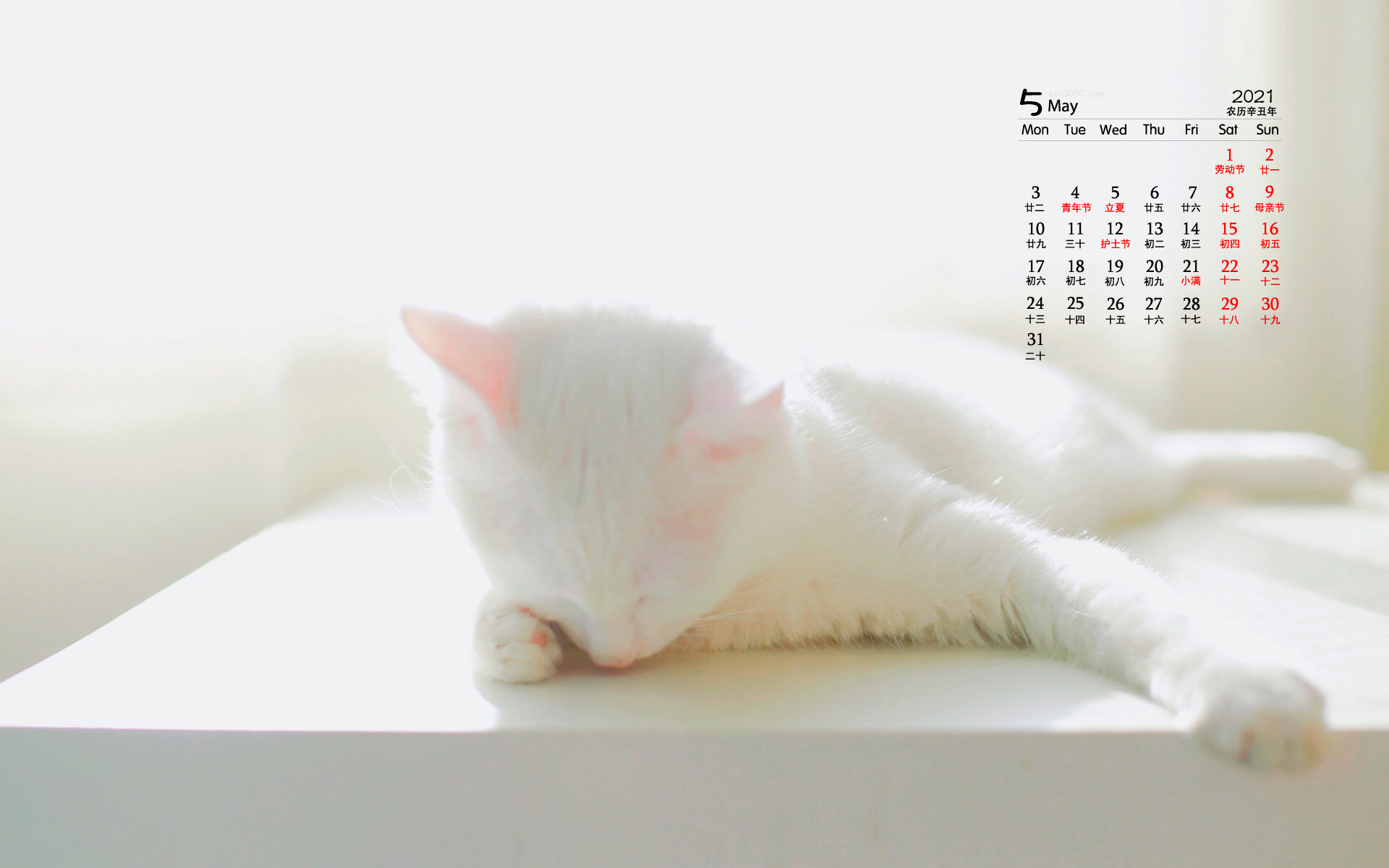 2021年5月萌宠猫咪桌面日历壁纸
