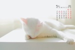 May 2021 Cute Cat Desktop Calendar Wallpaper