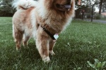 Chow Chow Pictures Chow Chow Pictures