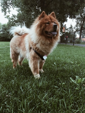 Chow Chow Pictures Chow Chow Pictures
